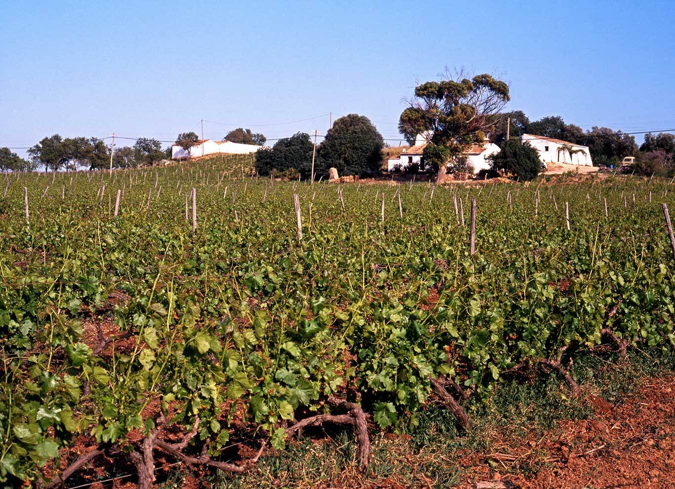 Algarve vineyard