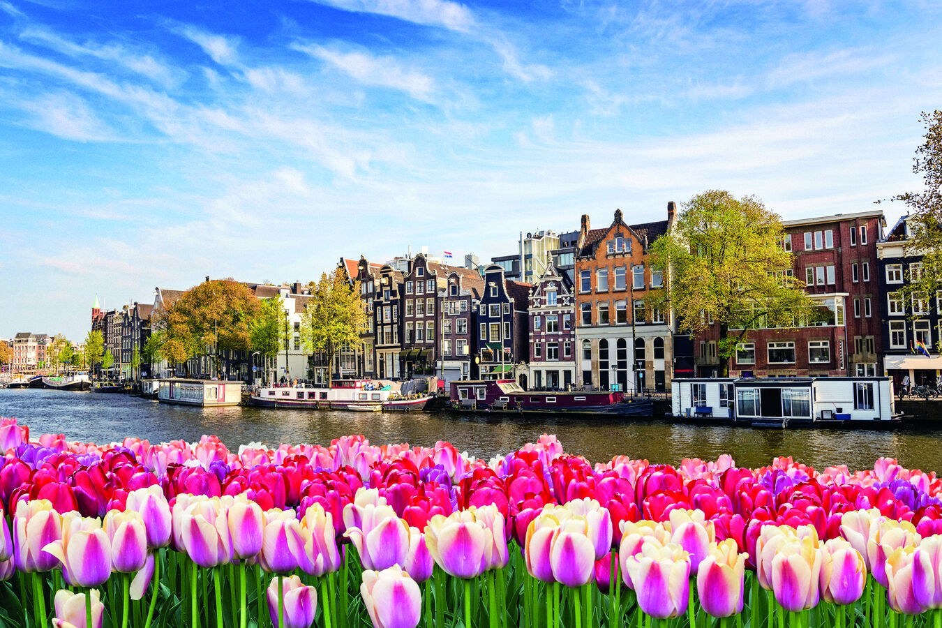 Amsterdam tulips