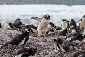 Swan Hellenic Excursions Environment Antarctica Wildlife 3.jpg