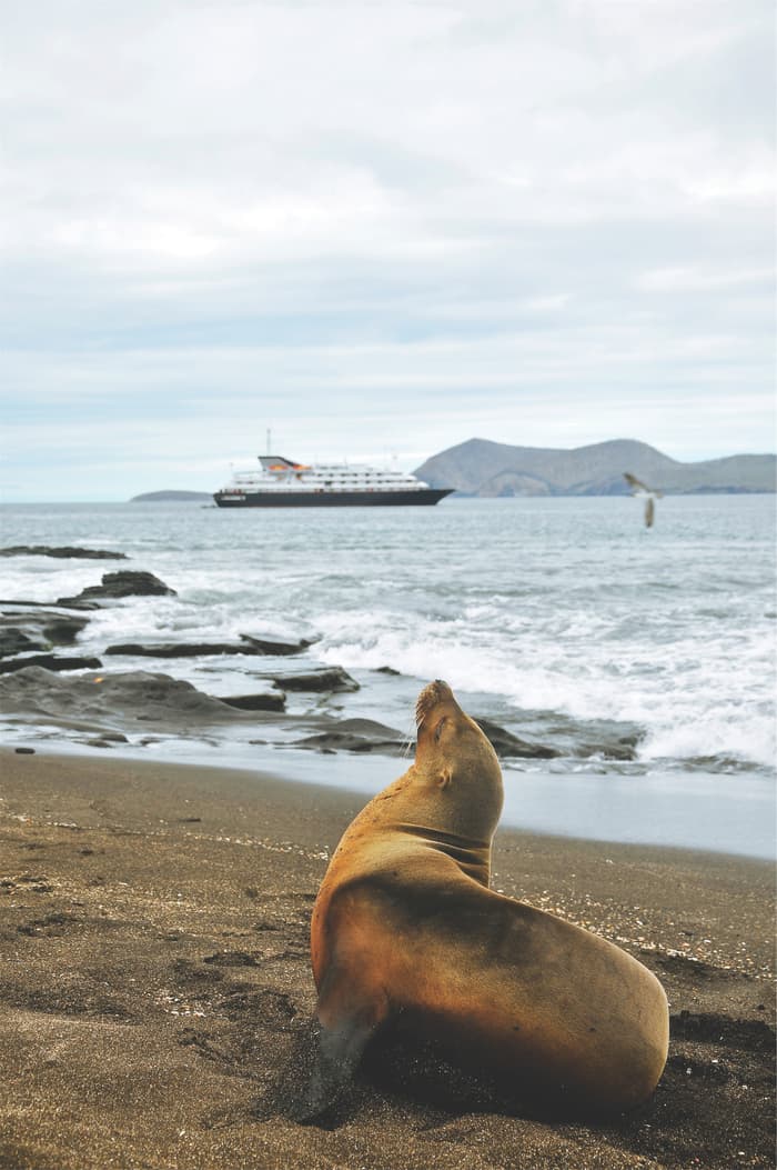 Silversea Cruises Silver Galapagos Exterior Exterior with Sea Lion in Foreground 1.jpg
