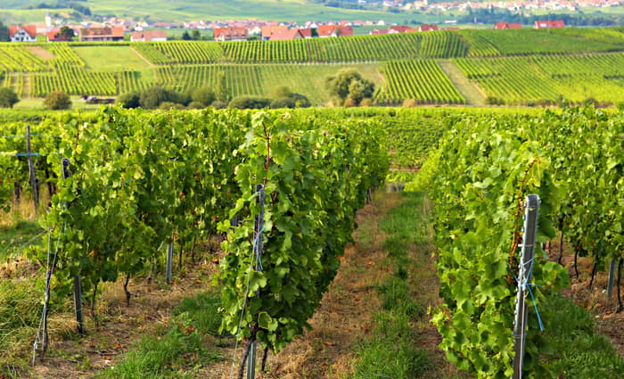 European Waterway Alsace - Wine Trail in Alsace.jpg