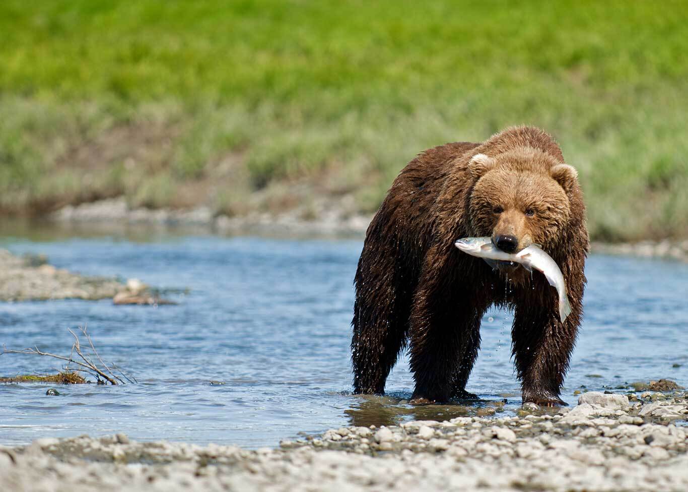 Princess Cruises: Alaska, wildlife