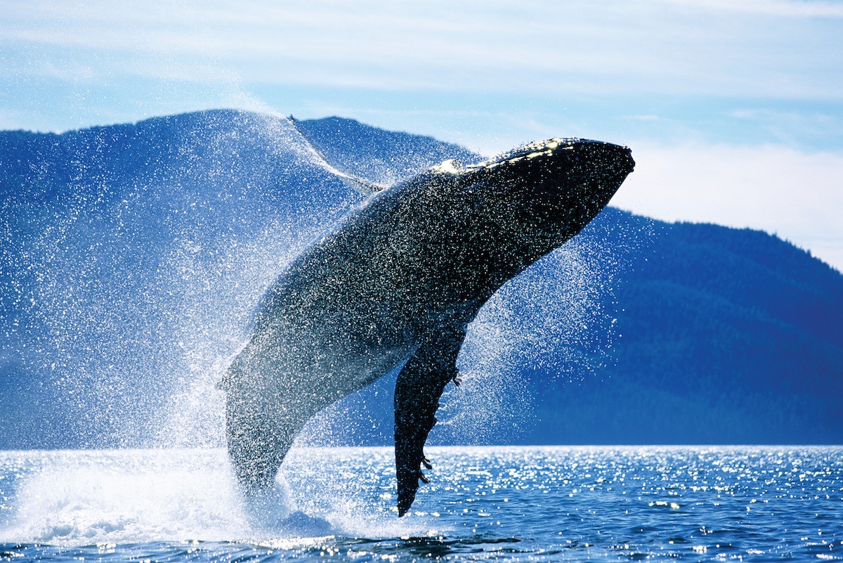 Holland America Line: see whales on an Alaska cruise