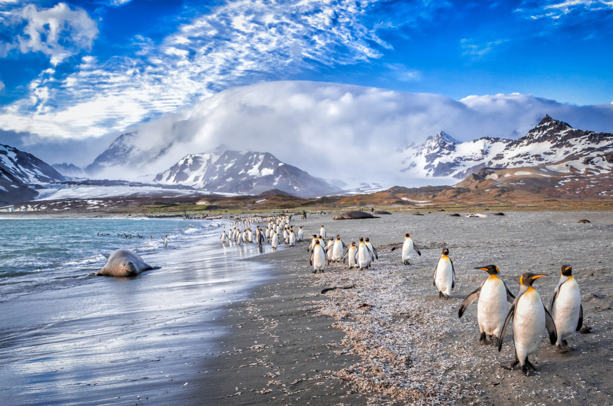 World of Cruising Visit the Falkland Islands
