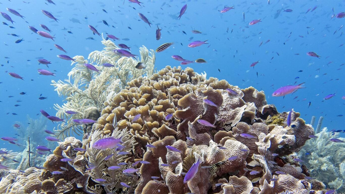 Roatan coral reef min