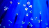 Aquarium Genoa