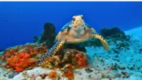 Hawksbill Turtle Eretmochelys imbricata in Cozumel Mexico
