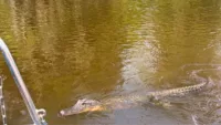 Spotting an alligators on a swamp tour Credit Abbie Downes
