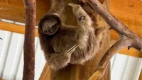 Sloth