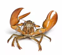 Lobsters: Separating the fact from the fantasy