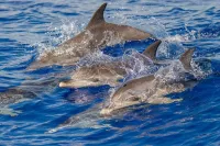 Animal Kingdom: Discover the British Isles’ Amazing Wildlife on a Cruise with Fred. Olsen