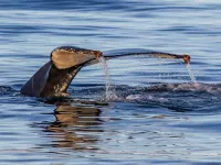 Many species of marine wildlife can be found in British waters CREDIT Richard Lovelock