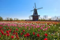 holland-tulips