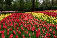 Keukenhof Tulip Gardens Amsterdam