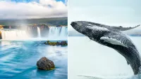 Escape to Iceland & the Azores with Fred. Olsen for stunning whale watching