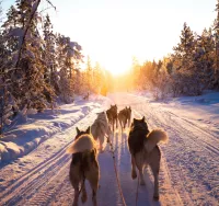 Husky Sledding Norway