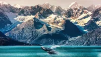 Alaska cruises: Which cruise lines are sailing towards the Arctic this summer?