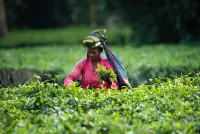 Tea picking