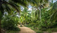 Tayrona