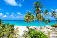 Barbados beach & palm trees