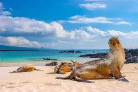 Galapagos min