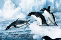 Penguins antarctica