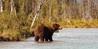 Bear Alaska