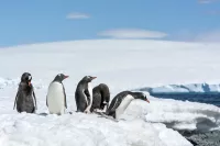 Antartica Penguin 2020 10 14 214024