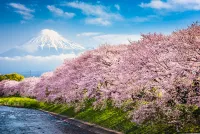 Japan blossom