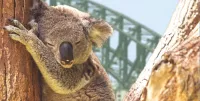 The koala is an iconic Australian animal. Credit: Shutterstock
