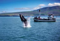 Whale watching Husavik 1 min