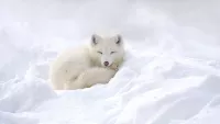 Six must-see Arctic animals to see on Seabourn's expedition cruises