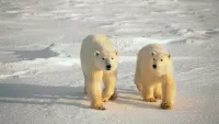 Polar Bear min