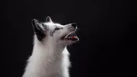 Arctic fox min