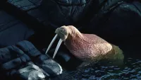 Walrus min