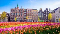 Riviera Travel can take you to see these splendid landscapes in Amsterdam as well as much much more. Credit: Riviera Travel