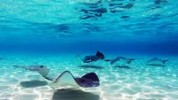 Cayman is a nirvana for scuba divers from all over the world. Credit: Shutterstock