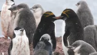 Macoroni penguins min
