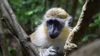 Barbados Wildlife Reserve min