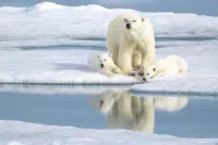 Svalbard polar bears