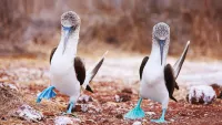 Why an expedition cruise to the Galápagos Islands is best for wildlife