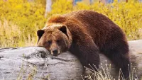 Grizzly bear min