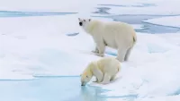 Polar bears can be spotted from expedition ships built to sail within icy waters. Credit: Shutterstock