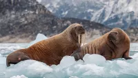 Discover polar bears, walruses and whales on Seabourn’s Arctic cruises