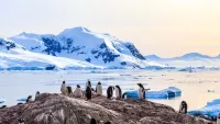 Viking Octantis' RIB boats can take you close to wildlife such as Adélie penguins. Credit: Shutterstock