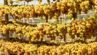 crete vineyard Holland America Line