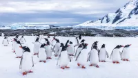 The Antarctic is home to lots of wildlife including many penguins. Credit: Shutterstock