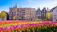 Amsterdam tulips