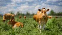 Cows min
