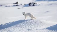arctic fox seabourn